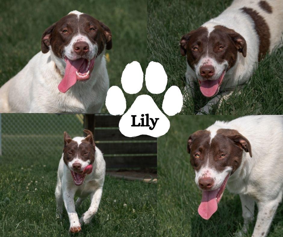 Enlarge Lily, a ADOPTABLE mixed breed in Winchester, KY image 1/1