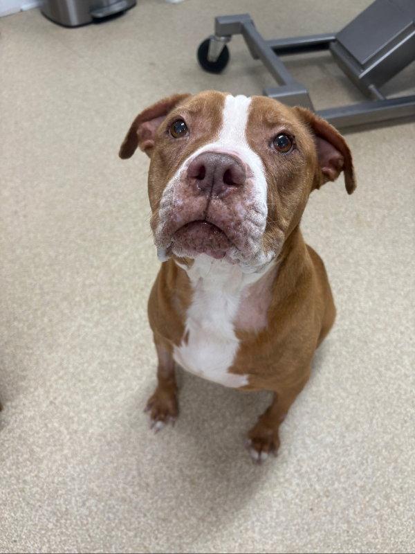 Georgia, a Adoptable Pit Bull Terrier in Winston Salem, NC image 1/3