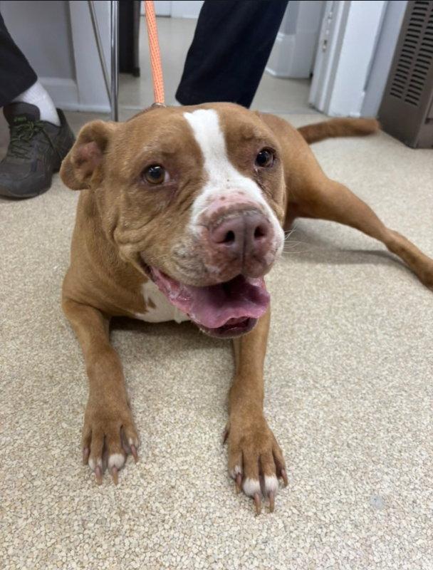 Georgia, a Adoptable Pit Bull Terrier in Winston Salem, NC image 2/3