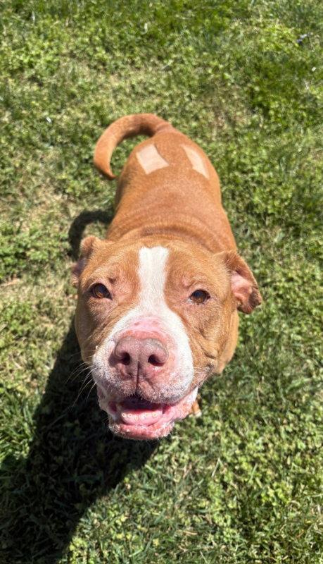 Georgia, a Adoptable Pit Bull Terrier in Winston Salem, NC image 3/3