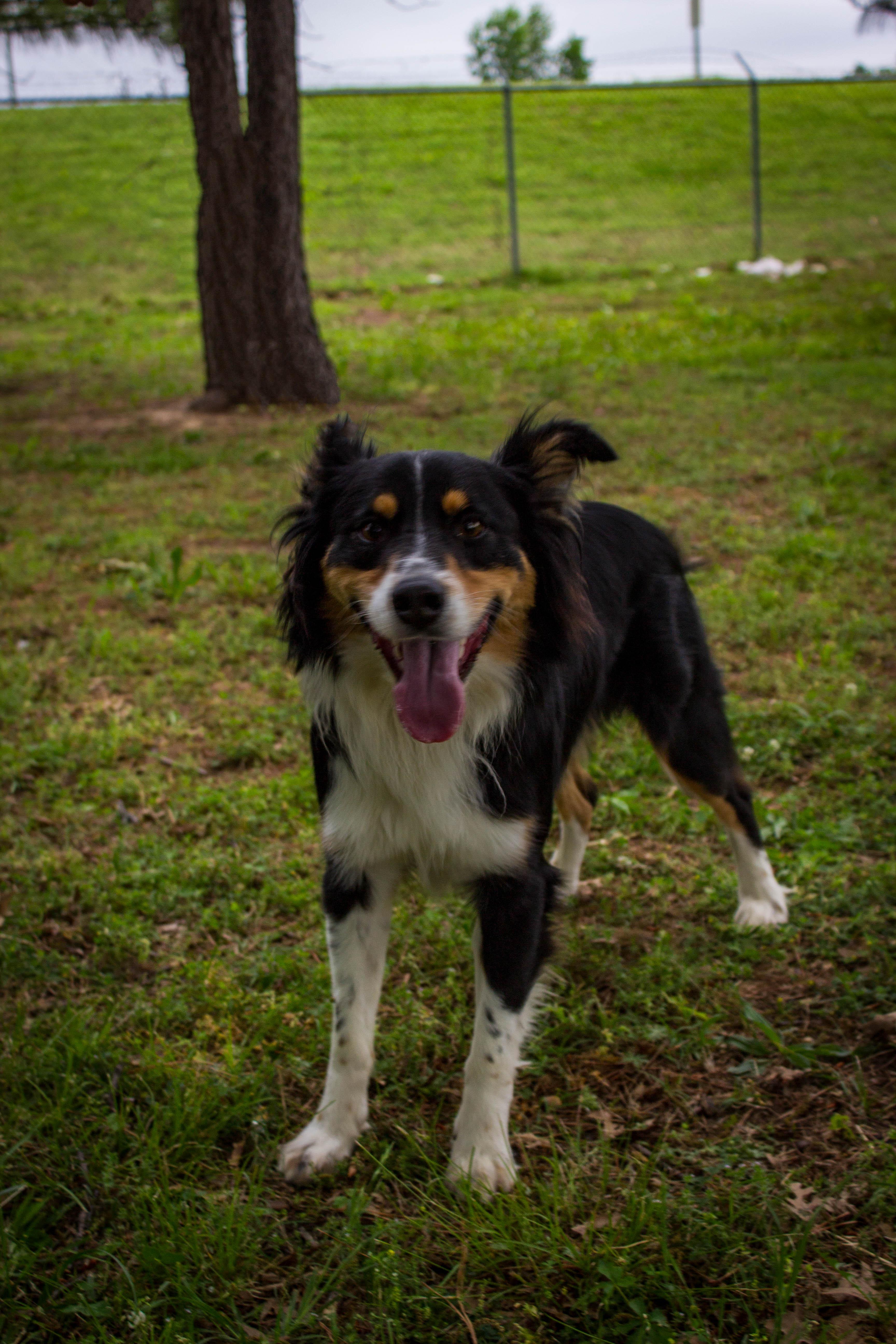 Enlarge SKYWALKER, an adoptable Border Collie in Jenks, OK image 2/2