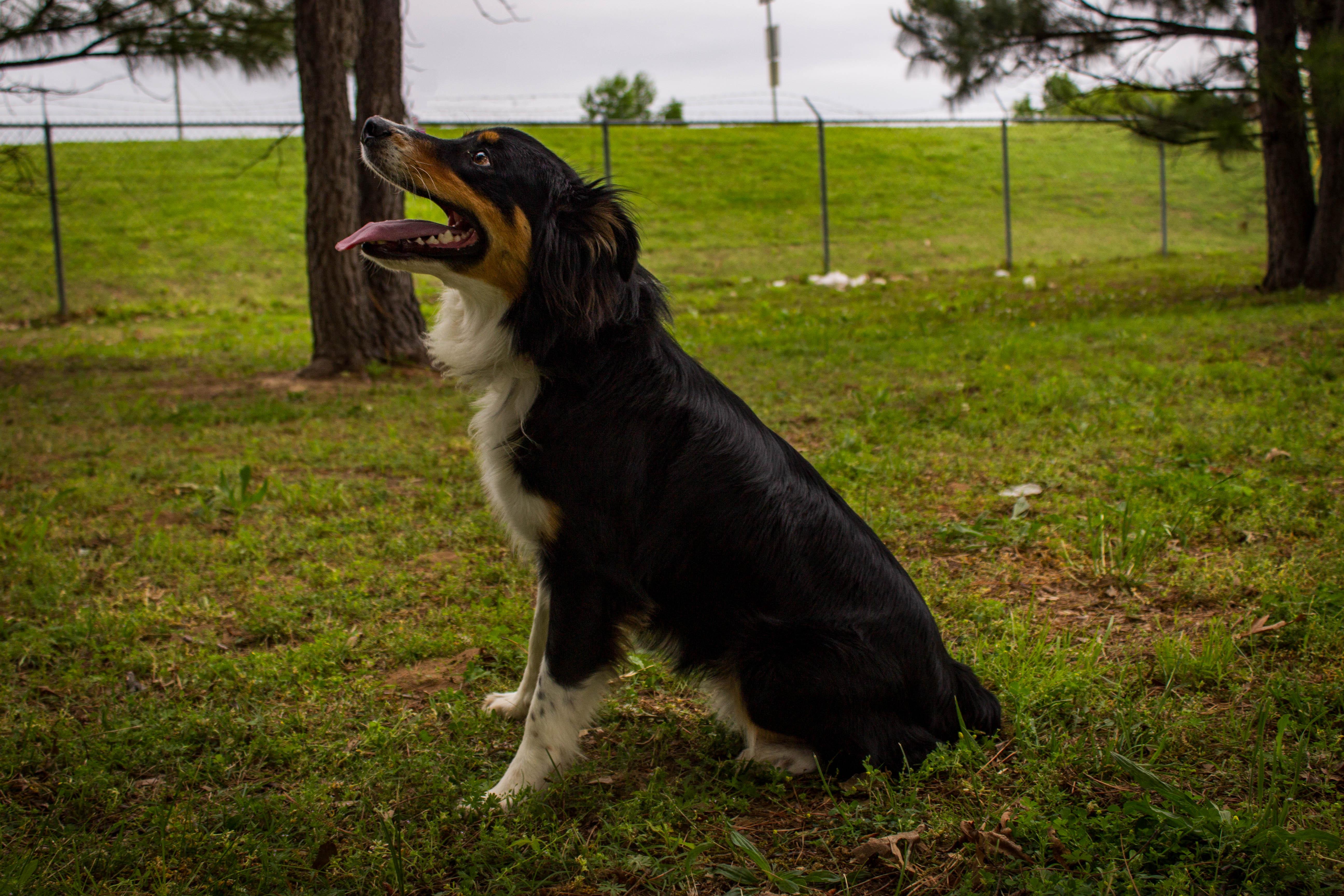 SKYWALKER, adoptable, Young Male Border Collie.