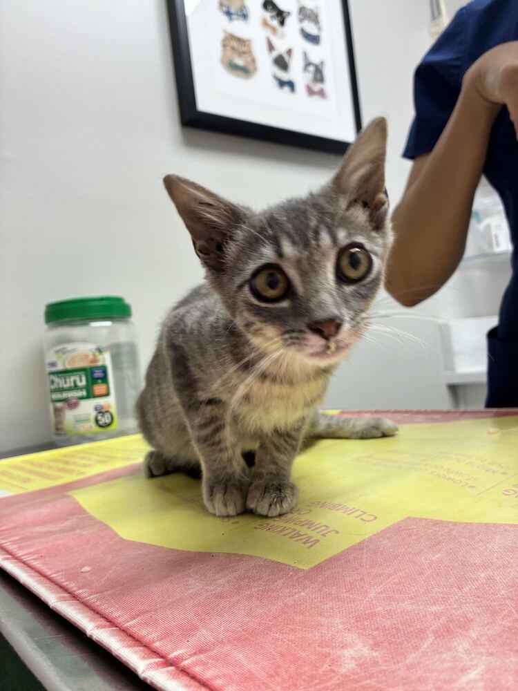 Paprika, Adoptable, Kitten Female Domestic Short Hair.