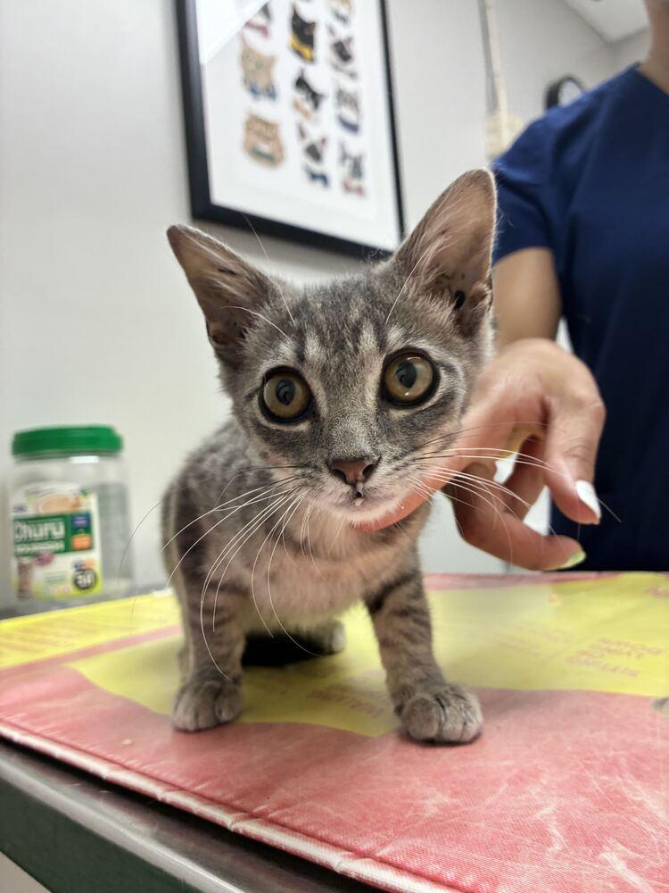 Enlarge Paprika, a Adoptable Domestic Short Hair in Marietta, GA image 2/2