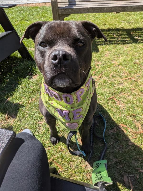 Enlarge Thor, a Adoptable mixed breed in Skillman, NJ image 1/5