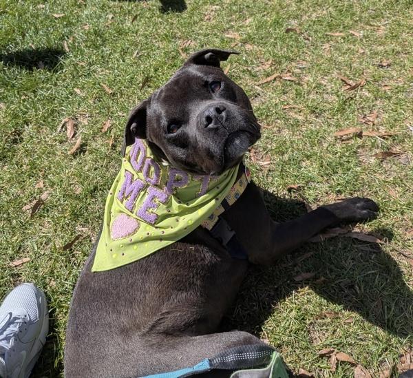 Enlarge Thor, a Adoptable mixed breed in Skillman, NJ image 2/5