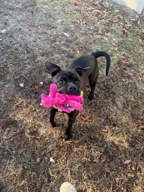 Enlarge Thor, a Adoptable mixed breed in Skillman, NJ image 1/4