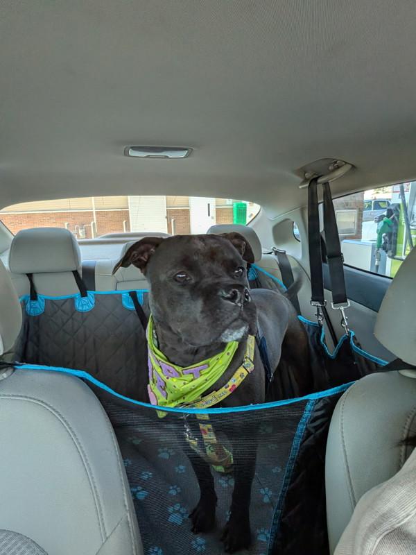 Enlarge Thor, a Adoptable mixed breed in Skillman, NJ image 3/5