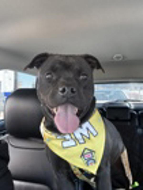 Enlarge Thor, a Adoptable mixed breed in Skillman, NJ image 4/5