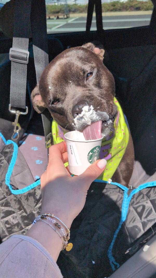 Enlarge Thor, a Adoptable mixed breed in Skillman, NJ image 5/5