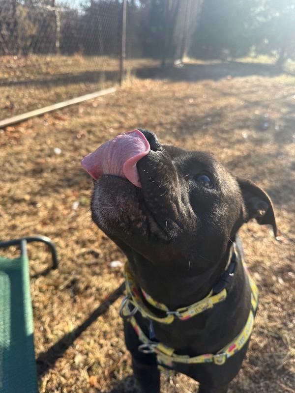 Enlarge Thor, a Adoptable mixed breed in Skillman, NJ image 3/4