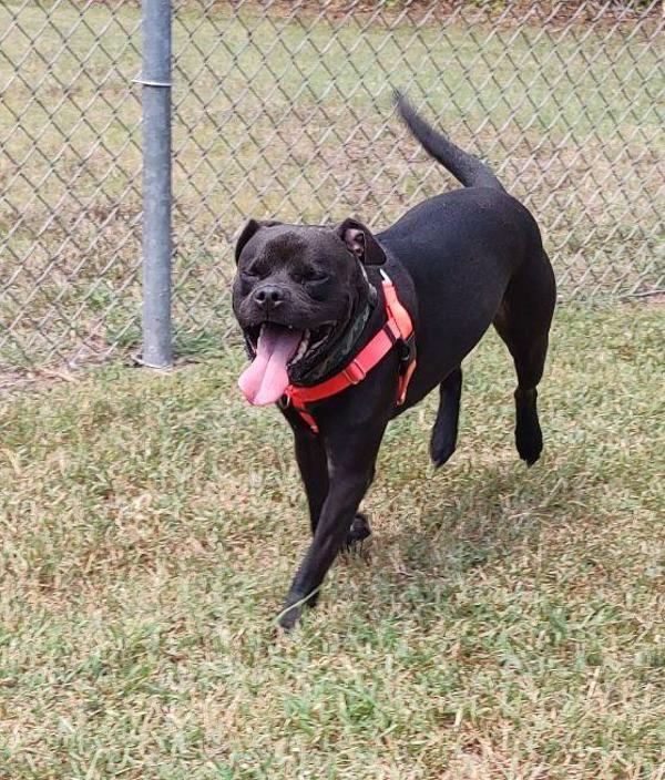 Enlarge Thor, a Adoptable mixed breed in Skillman, NJ image 4/4