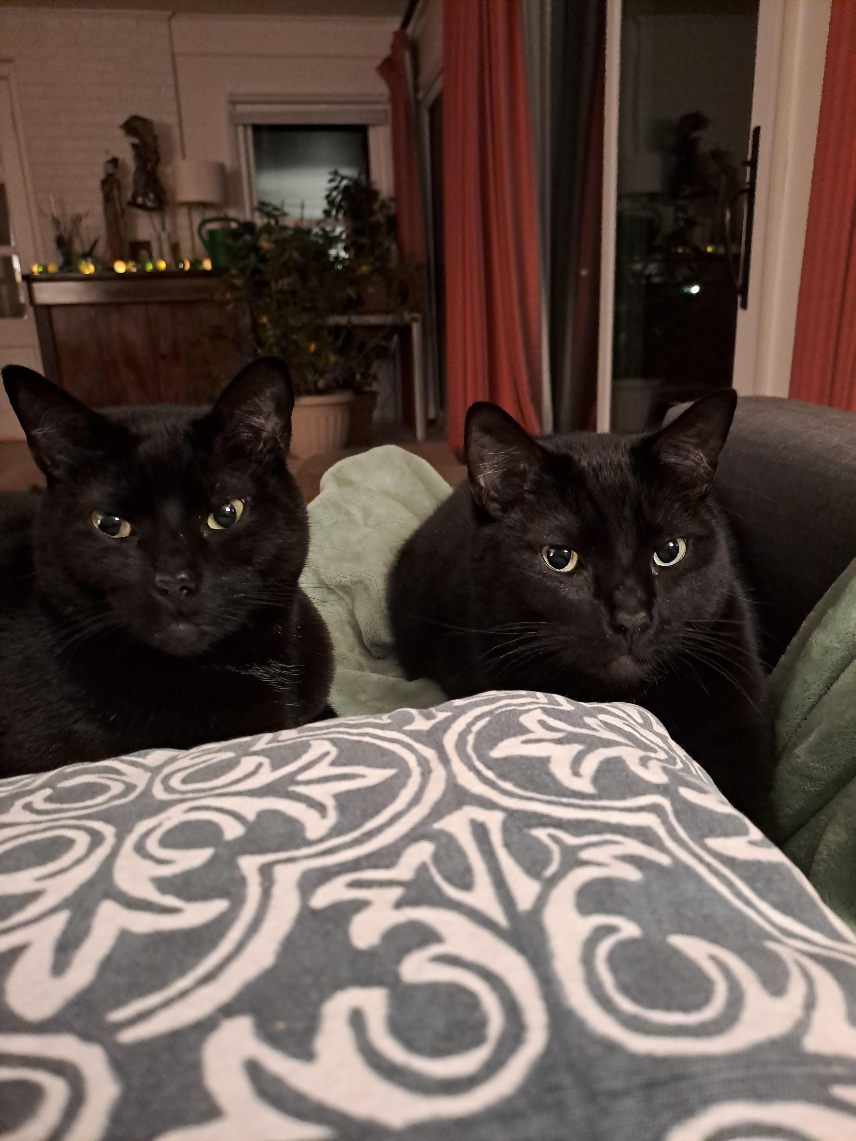 Charlie and Zeke, a Adoptable Domestic Short Hair in Fairfax, VA image 2/6