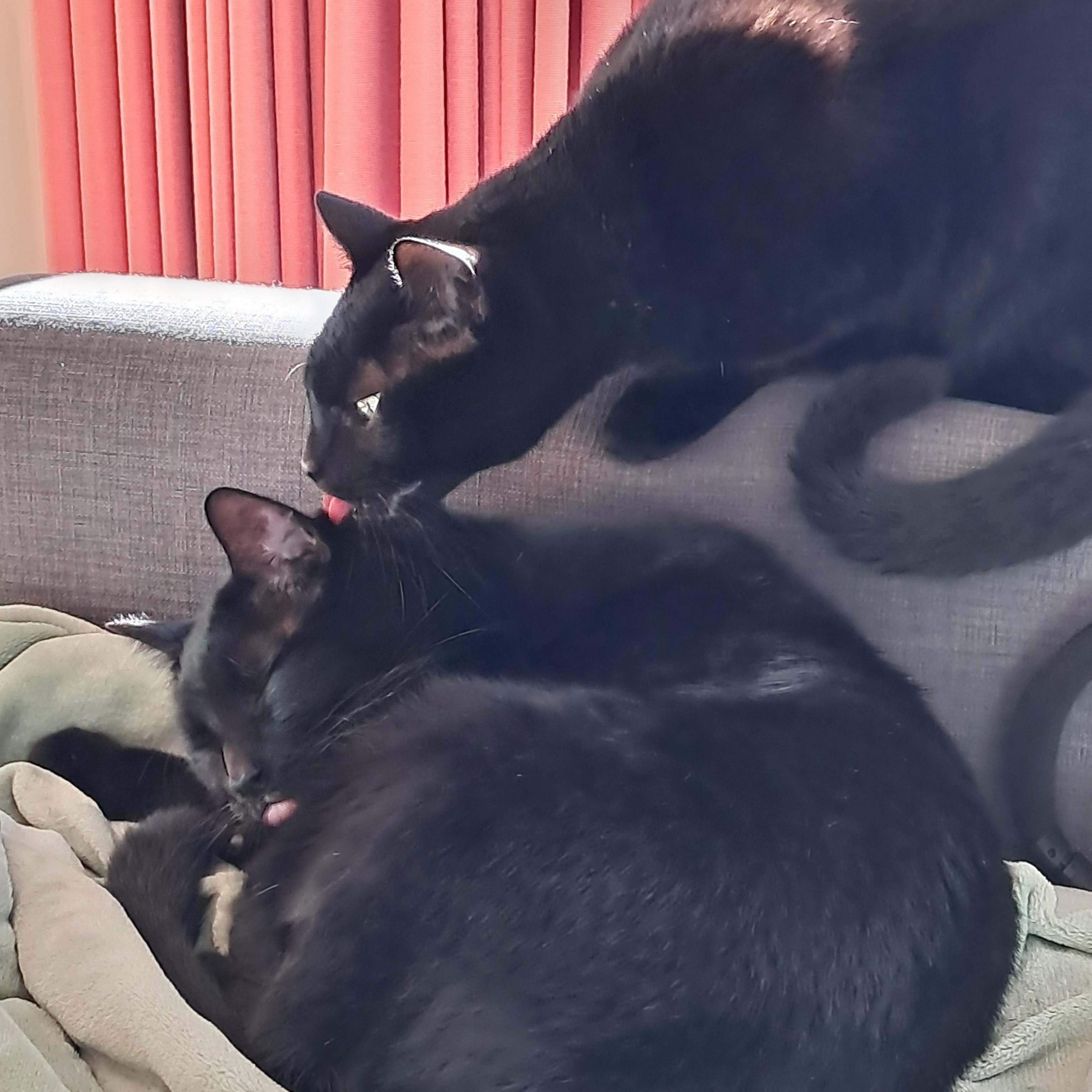 Charlie and Zeke, a Adoptable Domestic Short Hair in Fairfax, VA image 3/6