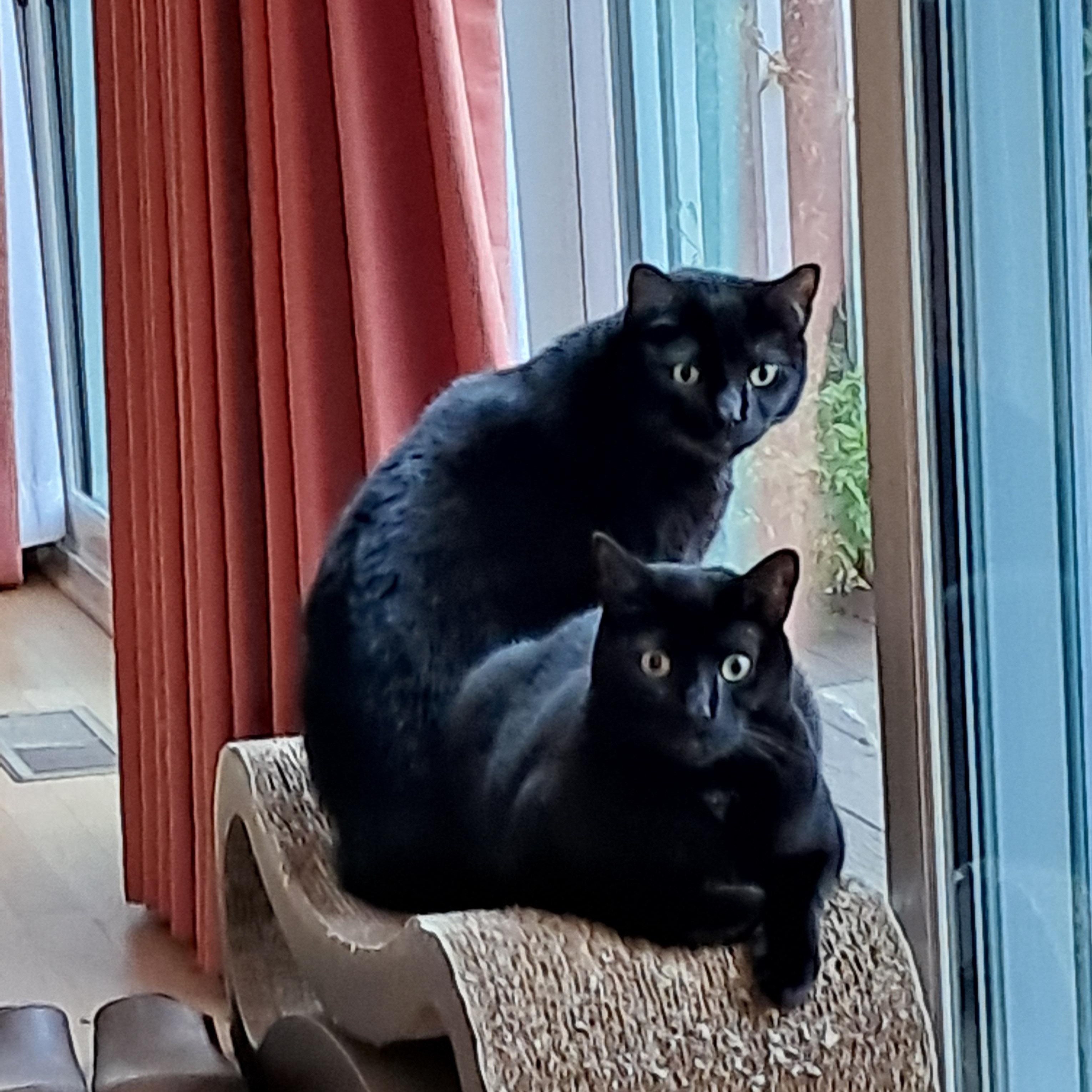 Charlie and Zeke, Adoptable, Adult Male Domestic Short Hair.