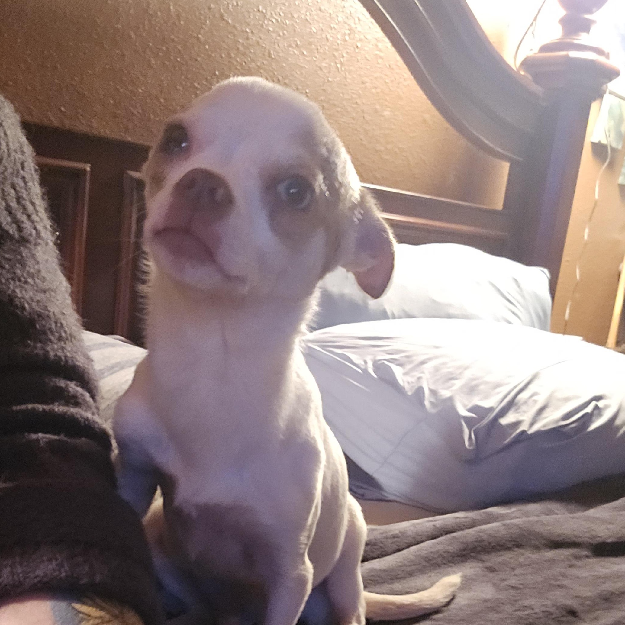 Enlarge Joker, a Adoptable Chihuahua in Winlock, WA image 2/4