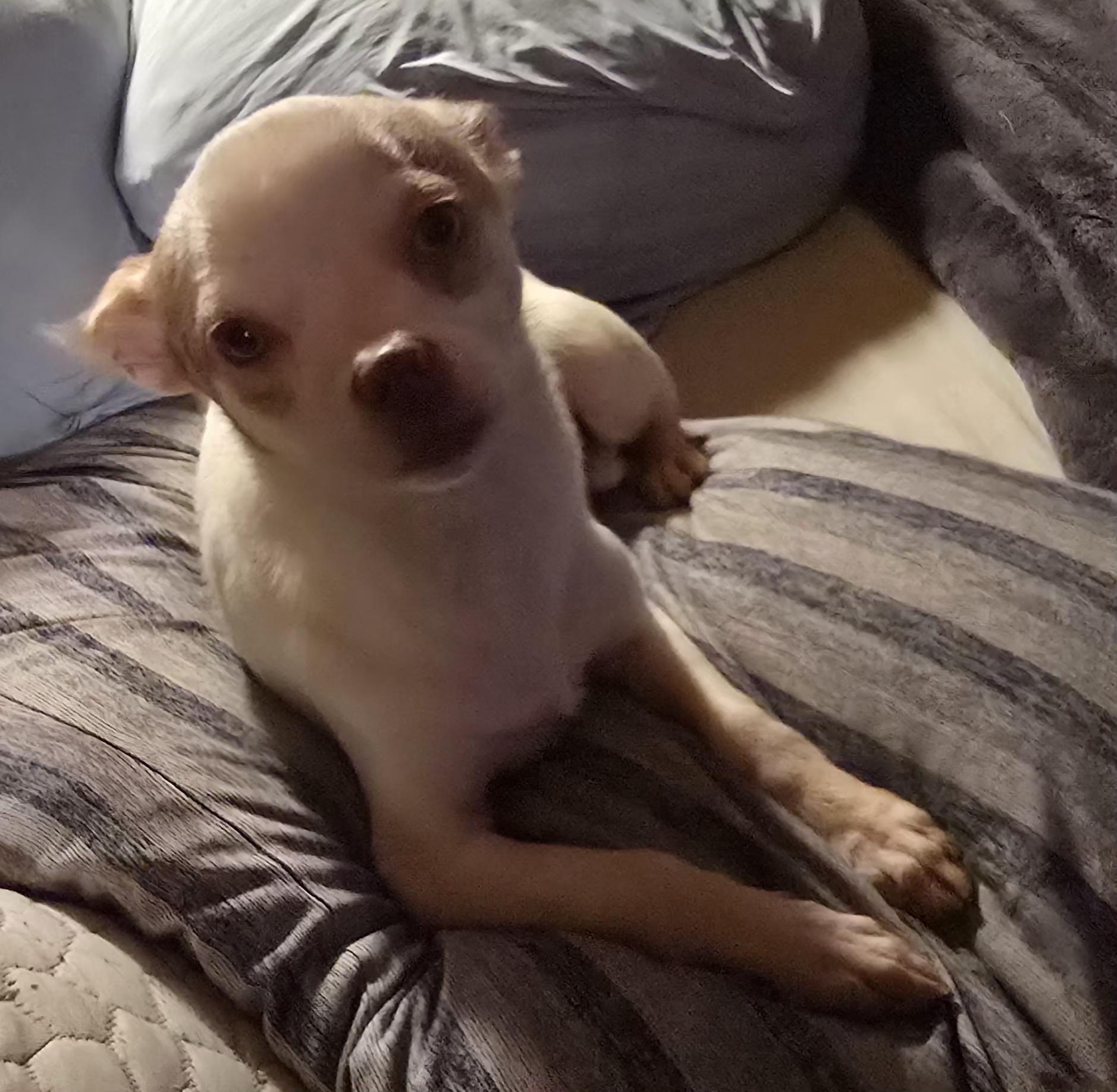 Enlarge Joker, a Adoptable Chihuahua in Winlock, WA image 3/4