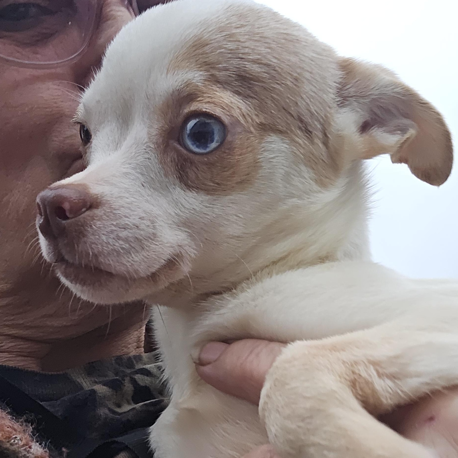 Joker, a Adoptable Chihuahua in Winlock, WA image 2/2