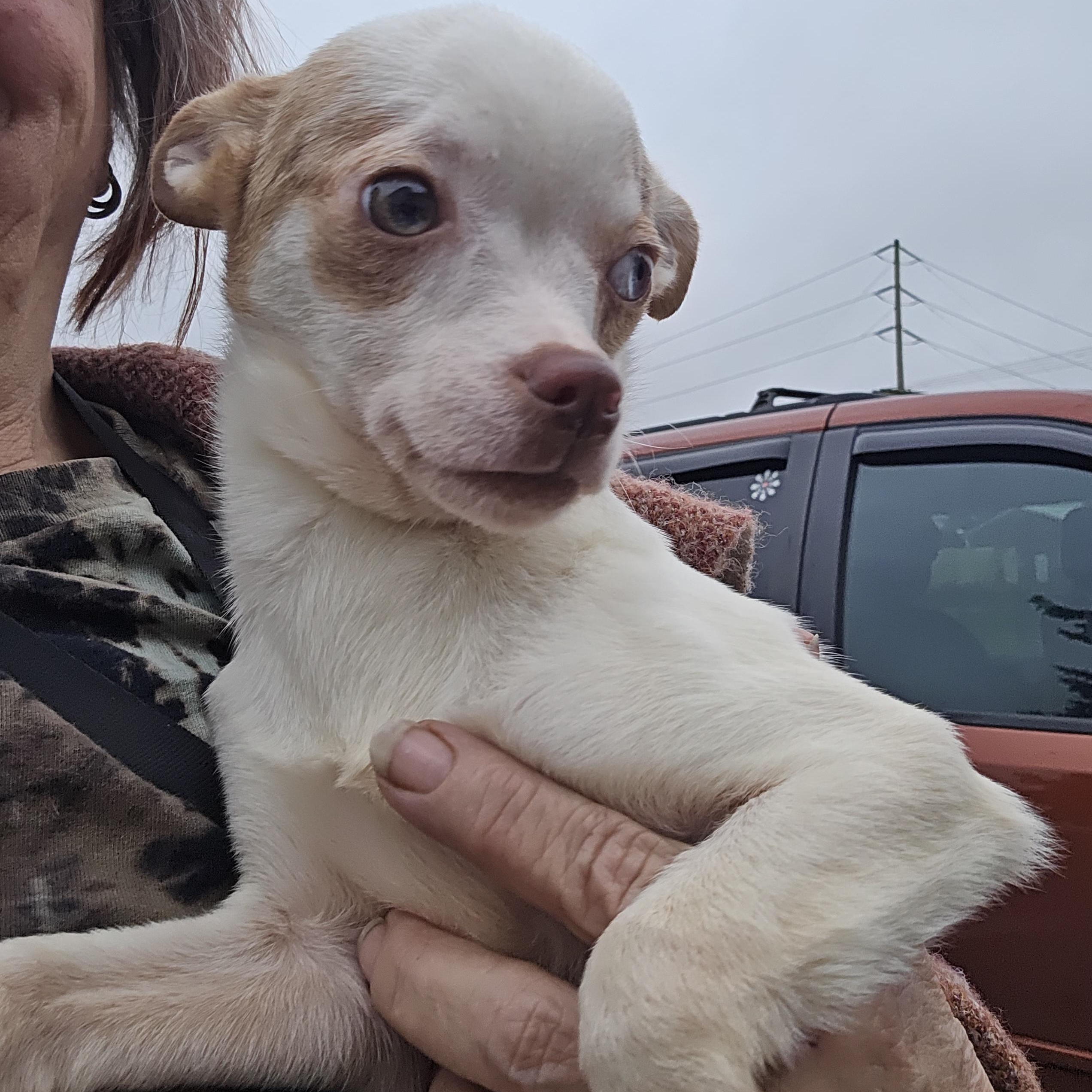 Joker, a Adoptable Chihuahua in Winlock, WA image 1/2