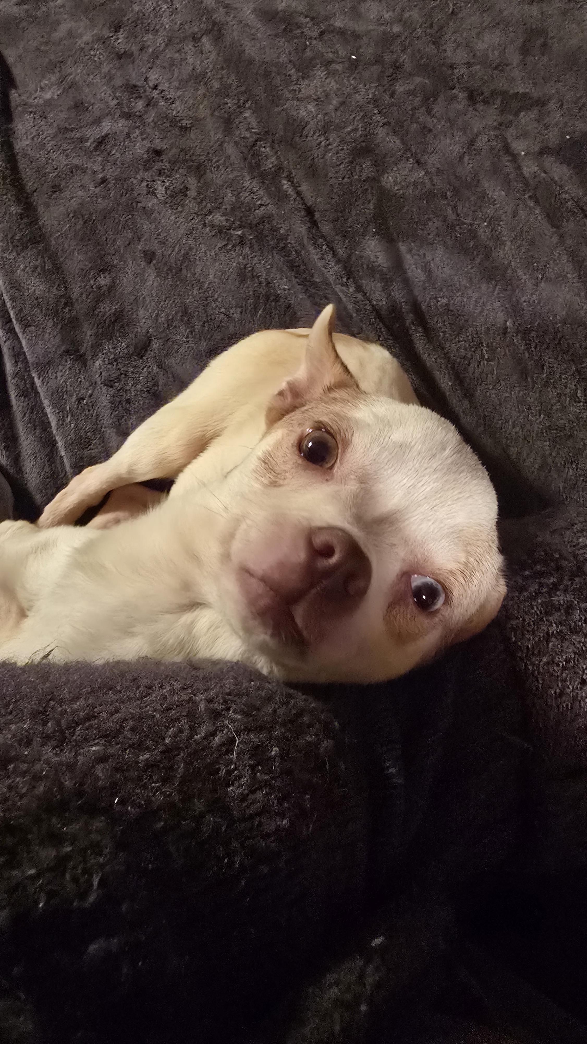 Joker, Adoptable, Young Male Chihuahua.