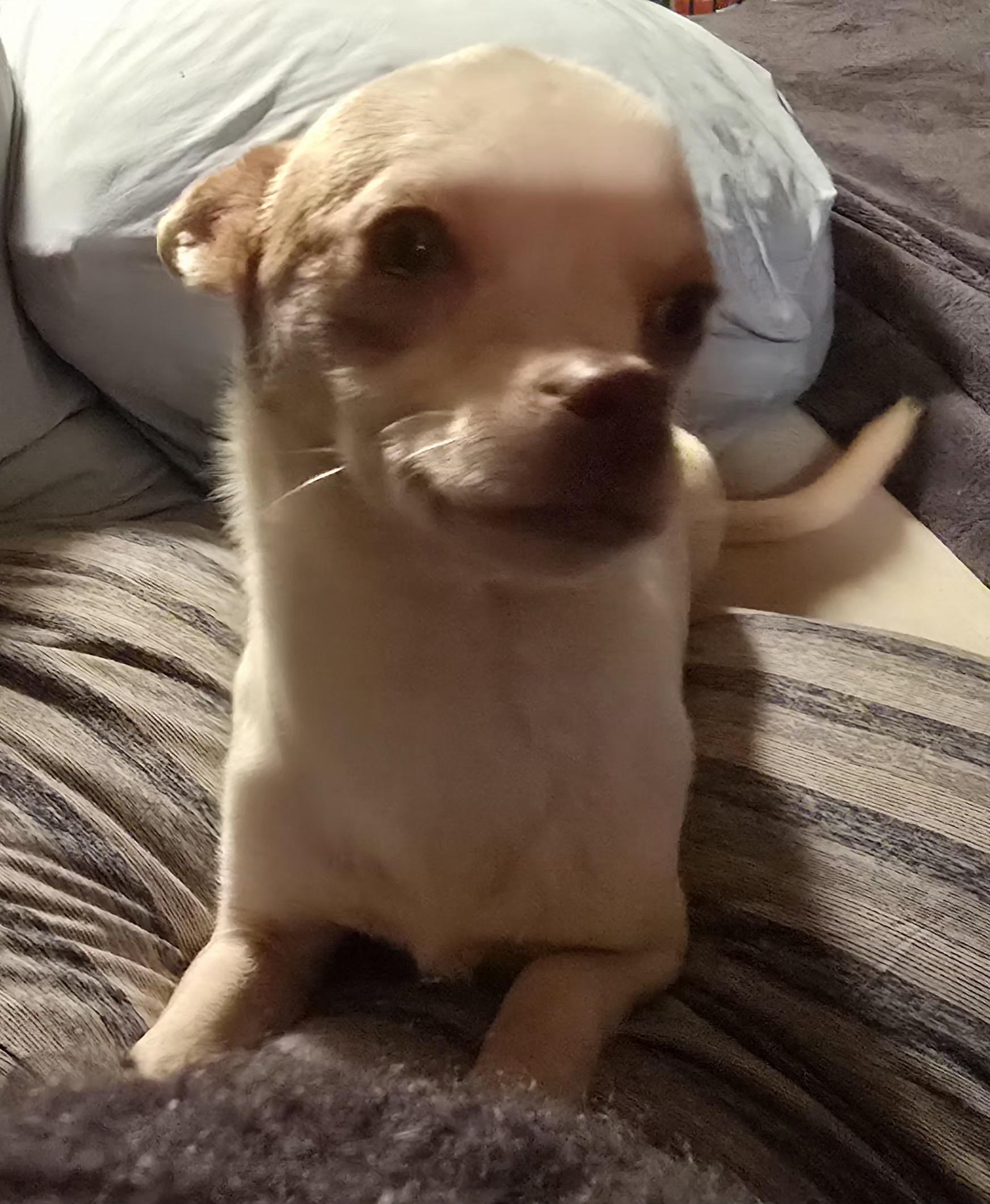 Enlarge Joker, a Adoptable Chihuahua in Winlock, WA image 4/4