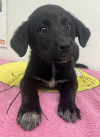 Princess Peach, Adopted, Young Female Labrador Retriever.