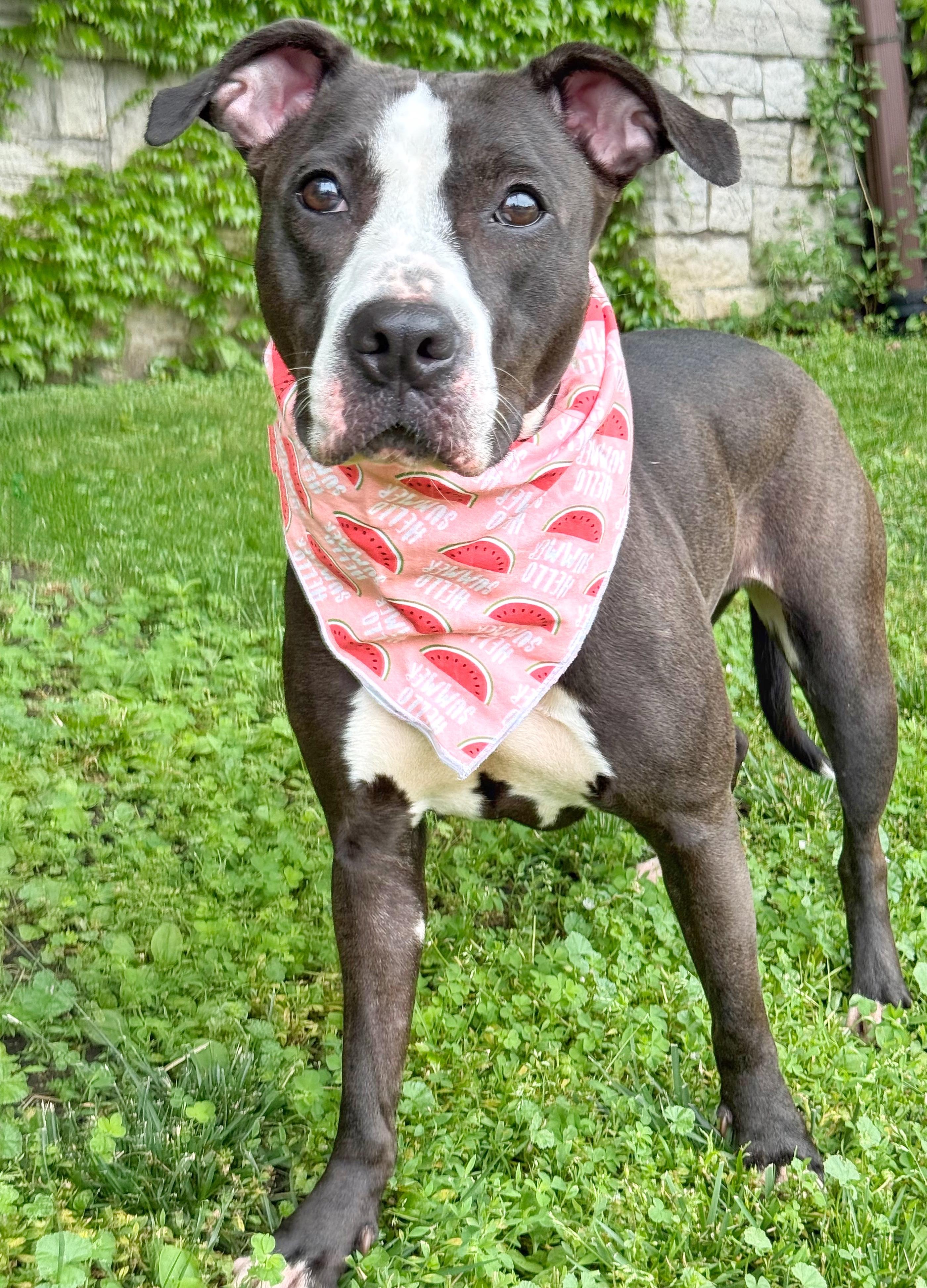 North, an adopted Pit Bull Terrier in Buffalo, NY image 5/5
