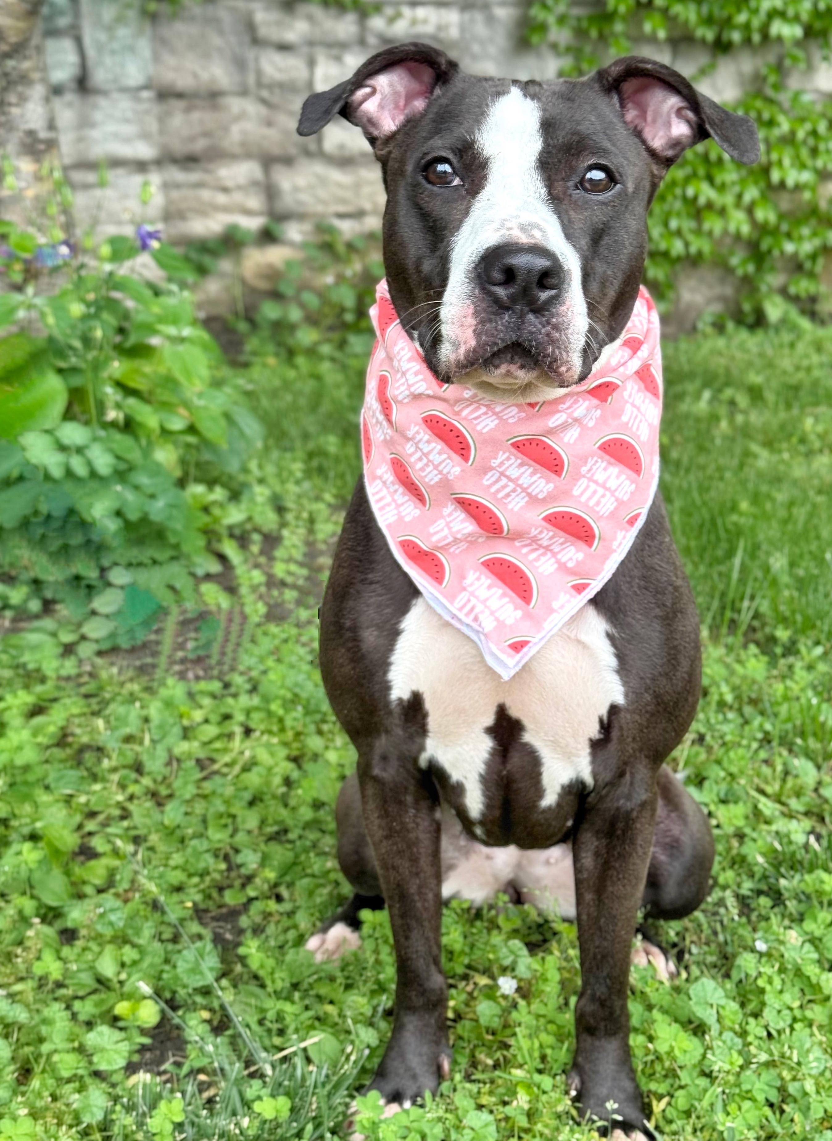North, an adopted Pit Bull Terrier in Buffalo, NY image 2/5