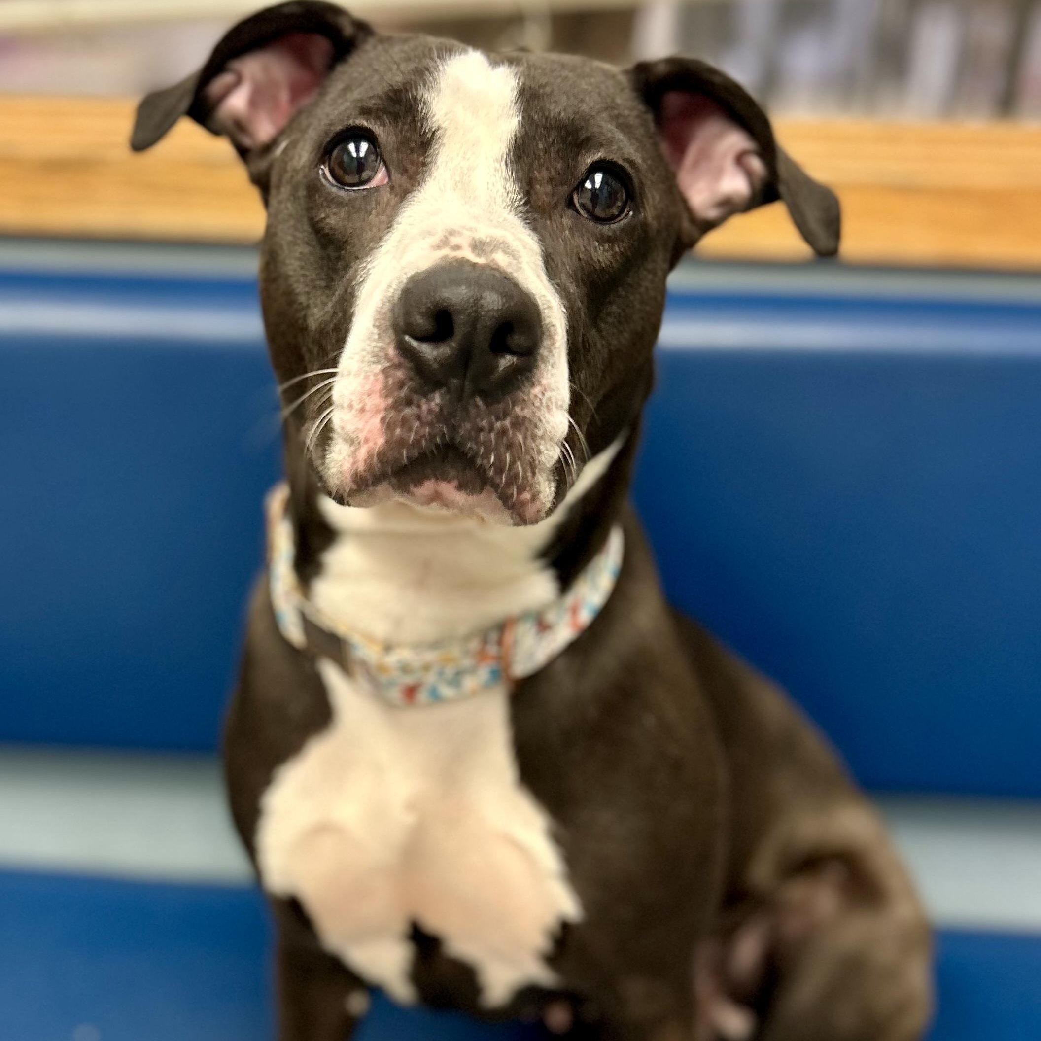 North, adopted, Young Female Pit Bull Terrier.