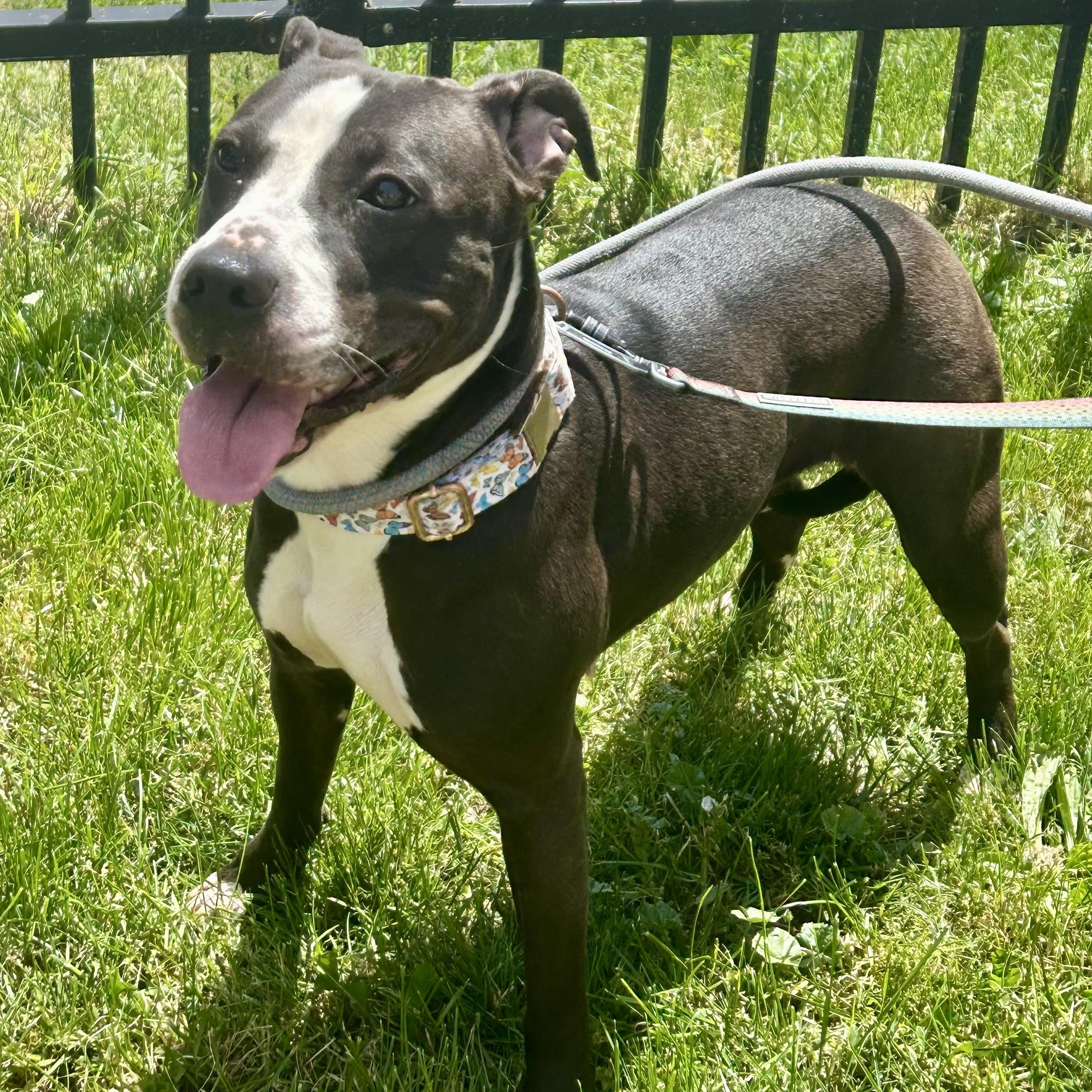 North, an adopted Pit Bull Terrier in Buffalo, NY image 3/5