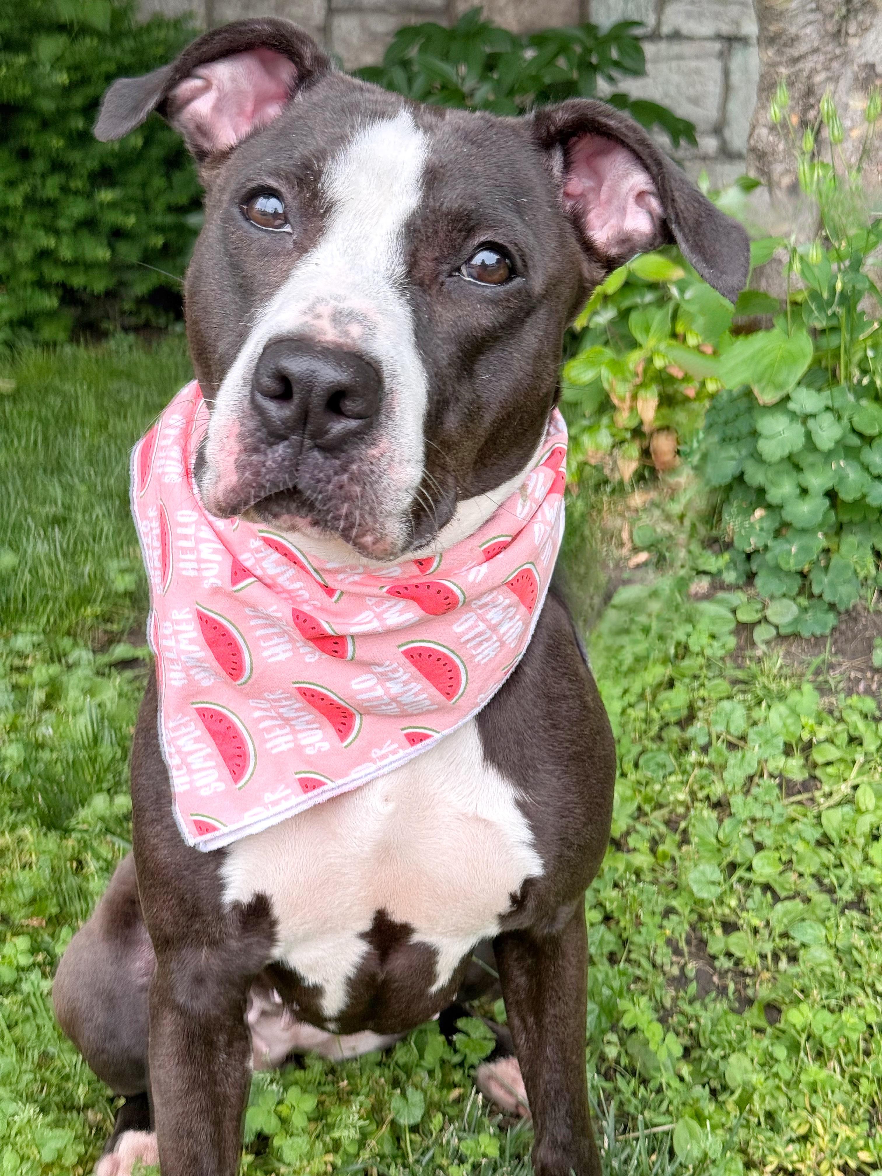 North, an adopted Pit Bull Terrier in Buffalo, NY image 4/5
