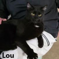 Peepers and Lou, a ADOPTABLE Domestic Short Hair in Olympia, WA image 2/2