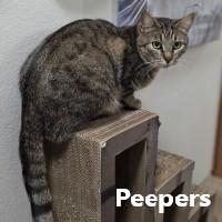 Peepers and Lou, ADOPTABLE, Adult Male Domestic Short Hair.