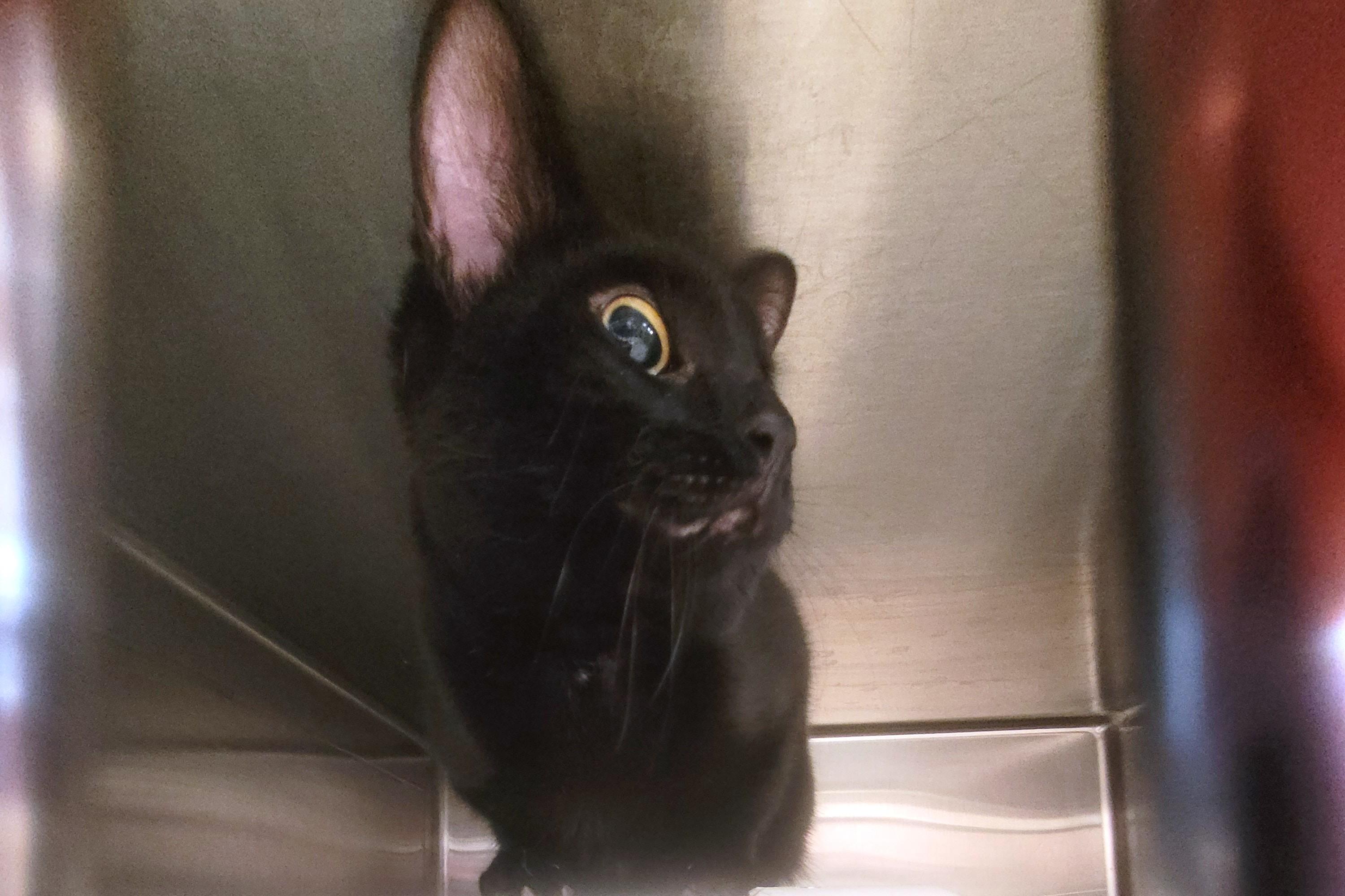 Enlarge Rafiki, an adopted Domestic Short Hair in New Milford, CT image 3/3