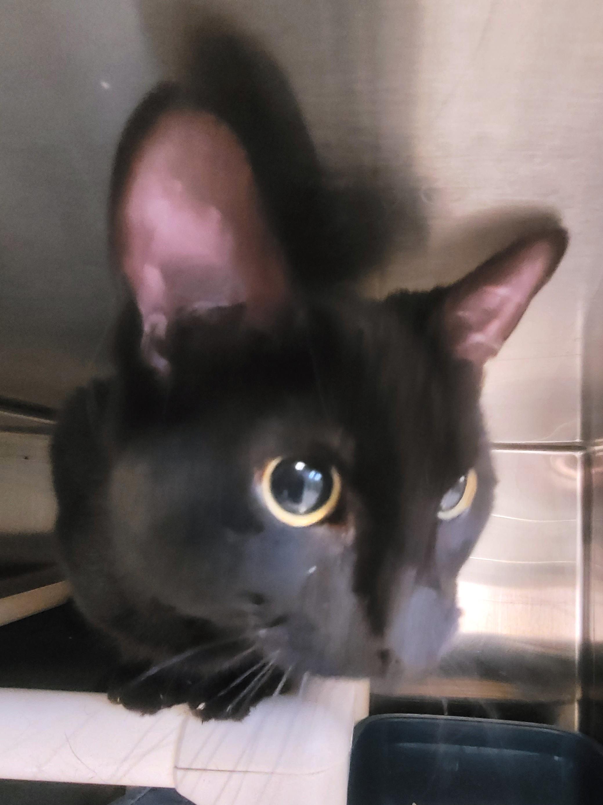 Enlarge Rafiki, an adopted Domestic Short Hair in New Milford, CT image 1/3