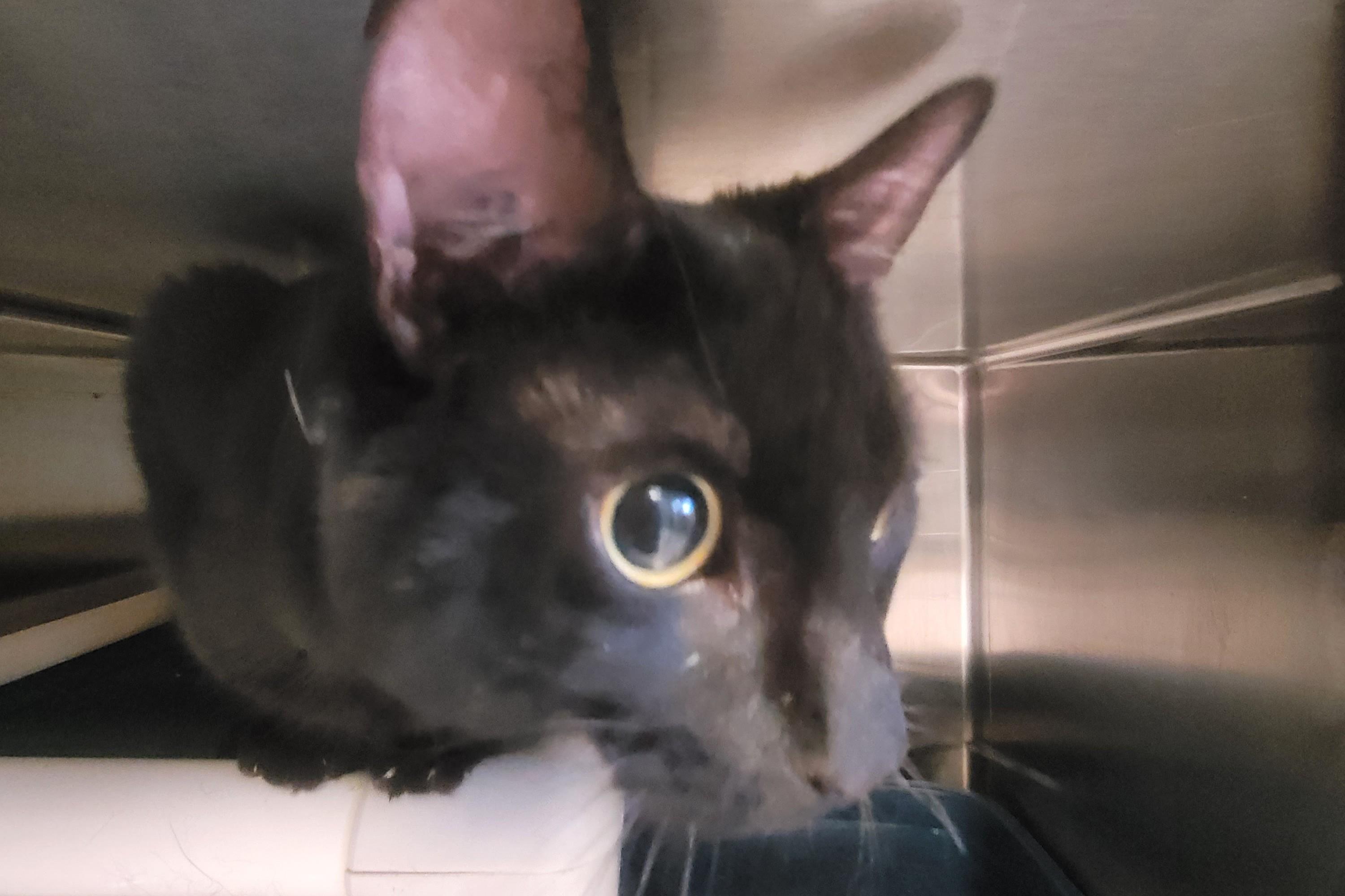 Enlarge Rafiki, an adopted Domestic Short Hair in New Milford, CT image 2/3