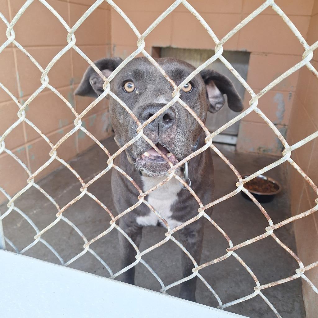 Enlarge Copper, a Adoptable Pit Bull Terrier in Gautier, MS image 2/2