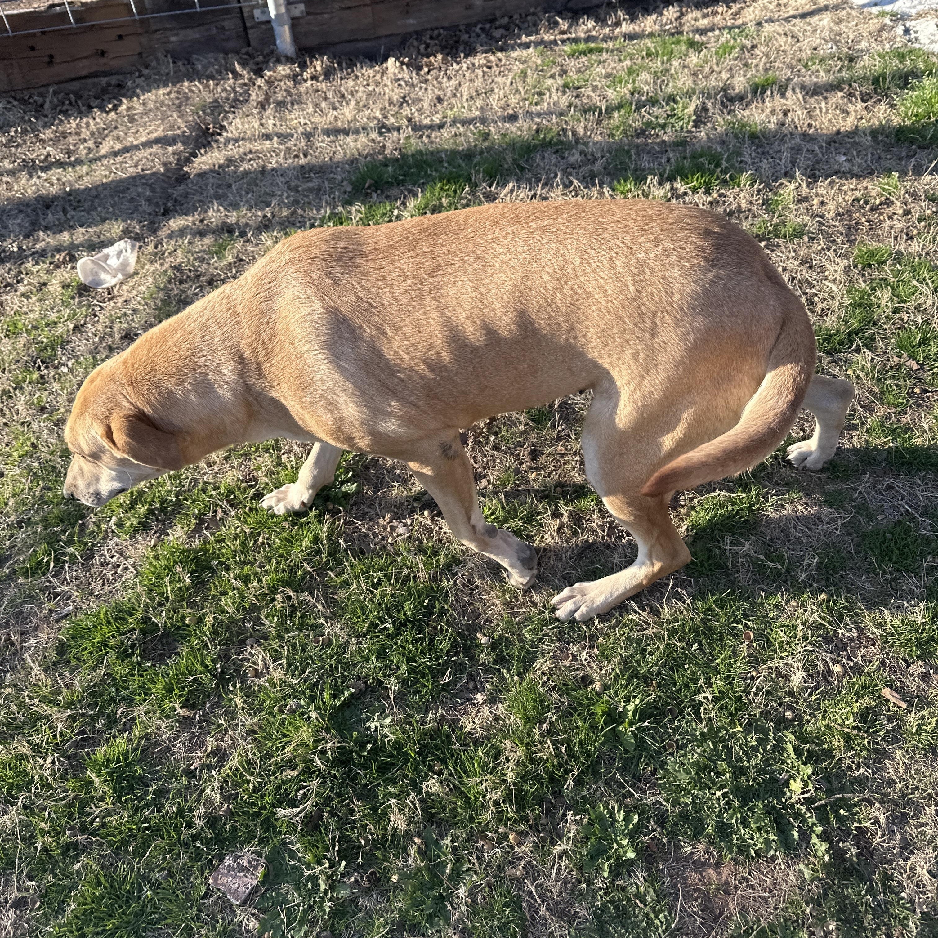 Enlarge River, a ADOPTABLE mixed breed in Choctaw, OK image 4/4
