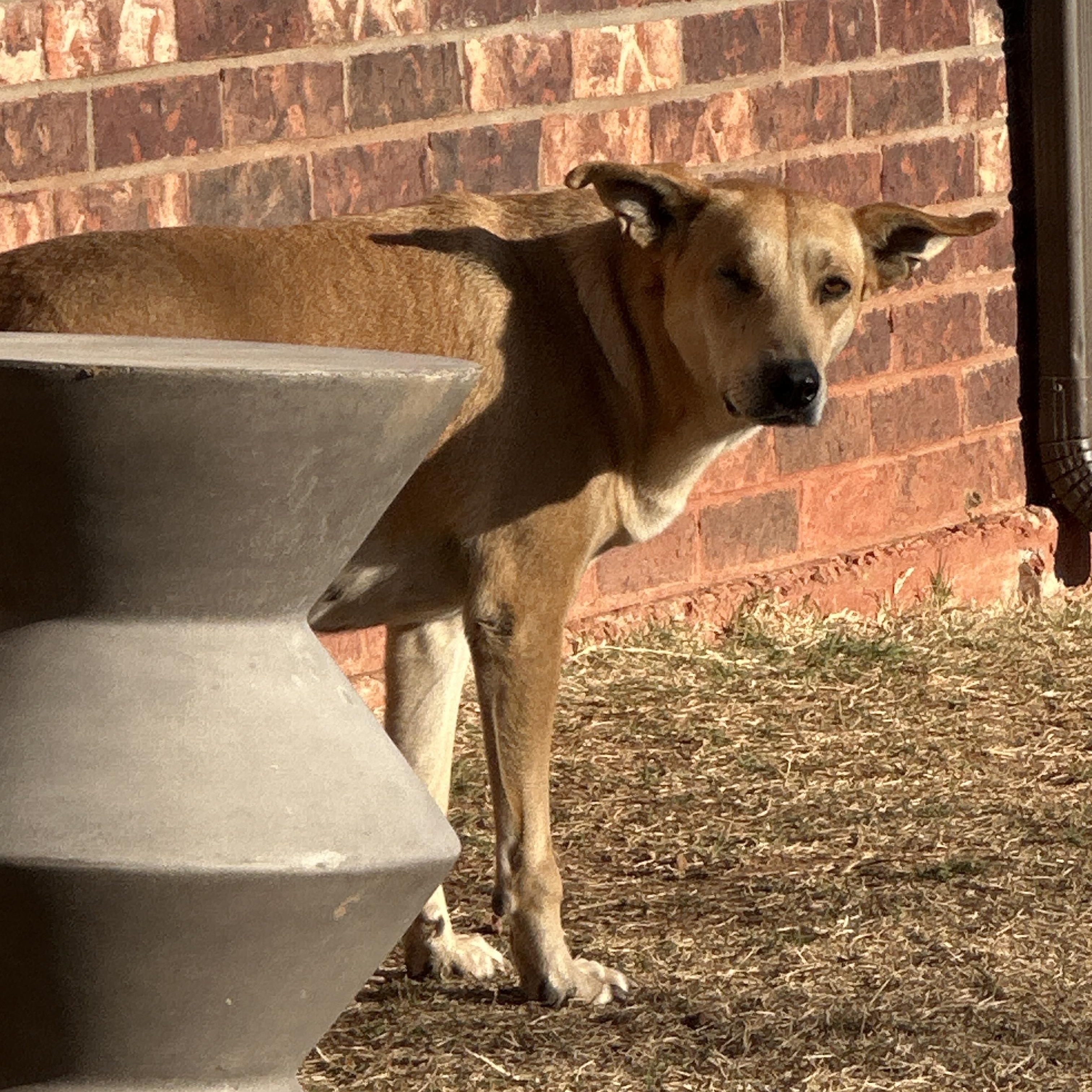 Enlarge River, a ADOPTABLE mixed breed in Choctaw, OK image 3/4