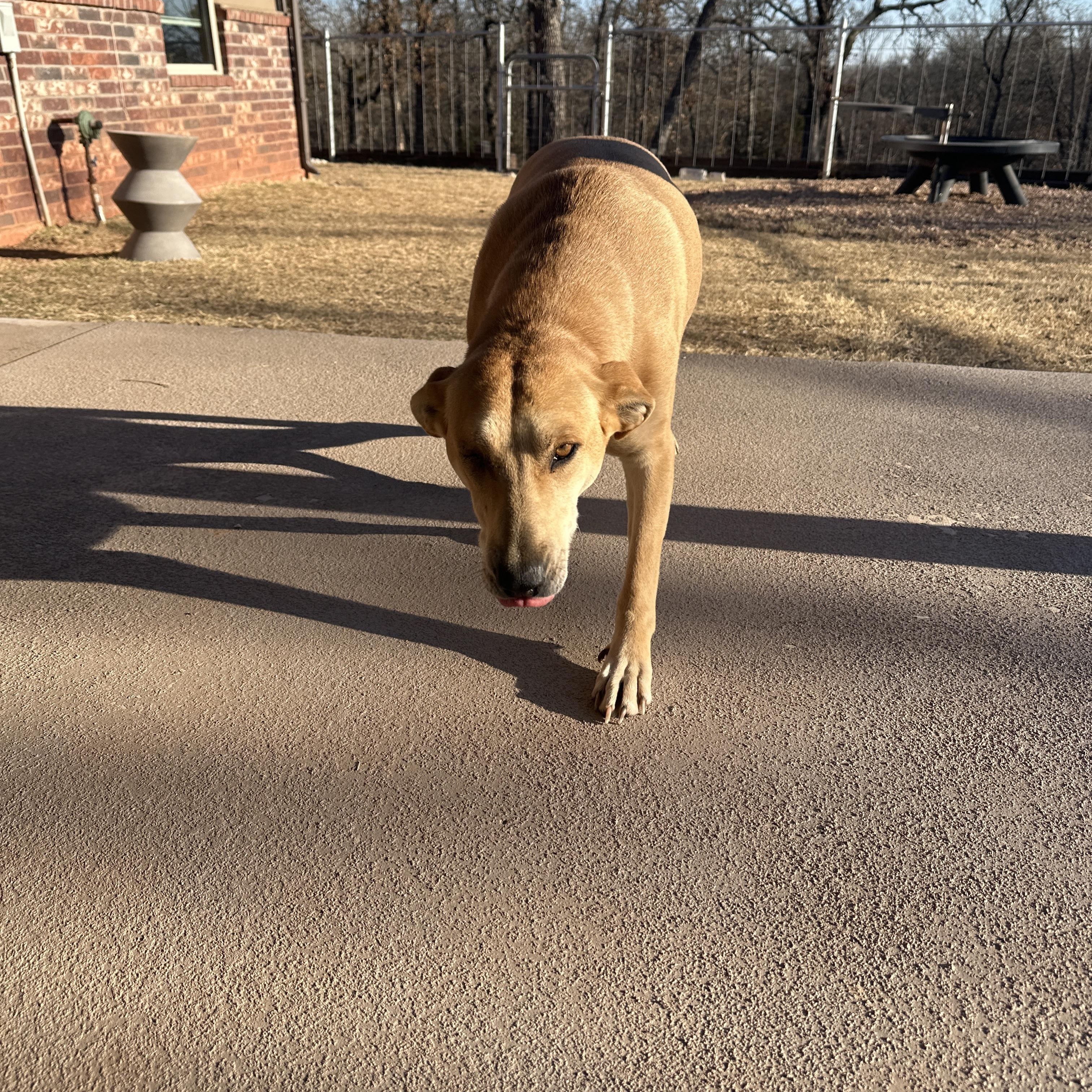 Enlarge River, a ADOPTABLE mixed breed in Choctaw, OK image 2/4