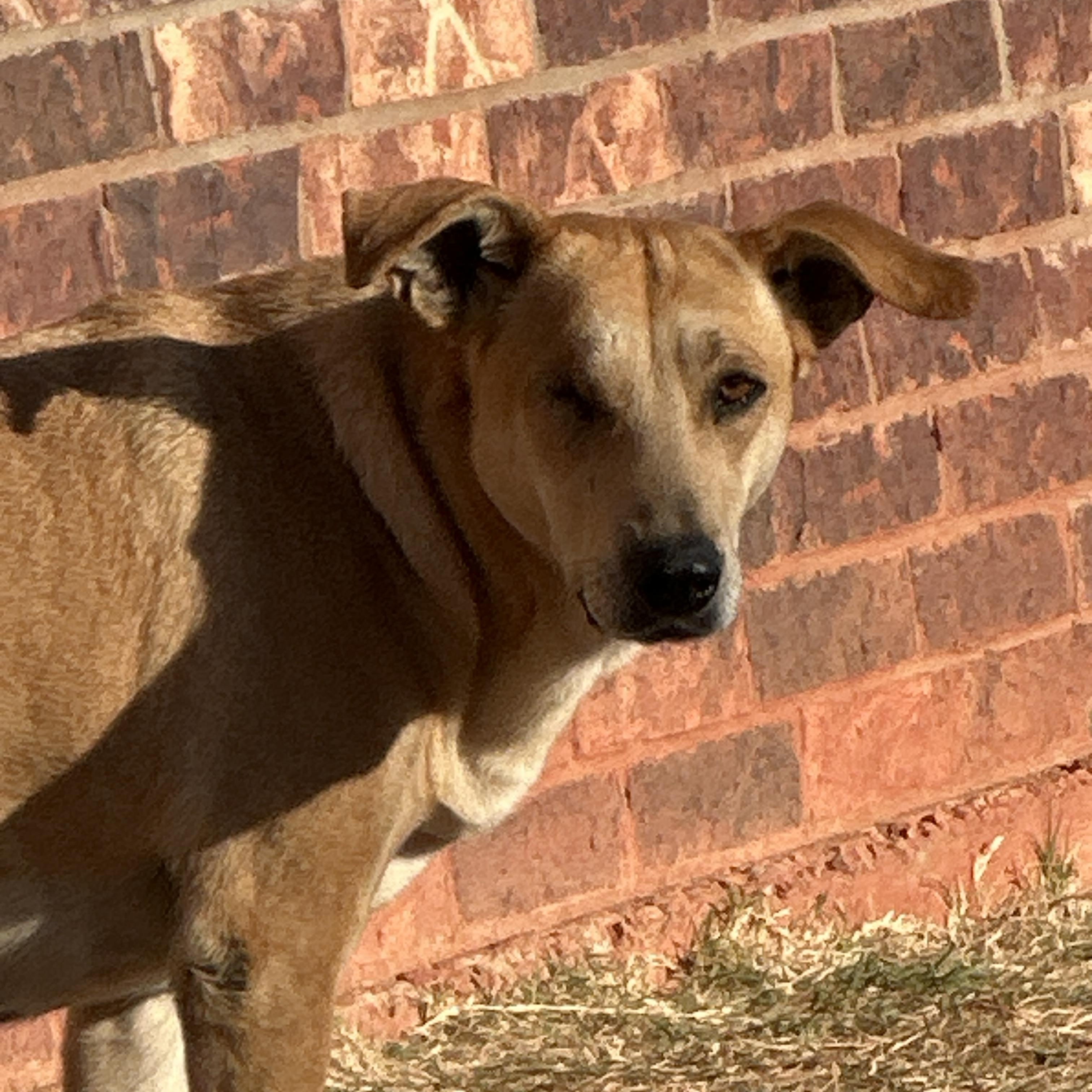 River, ADOPTABLE, Young Female Labrador Retriever & Retriever.