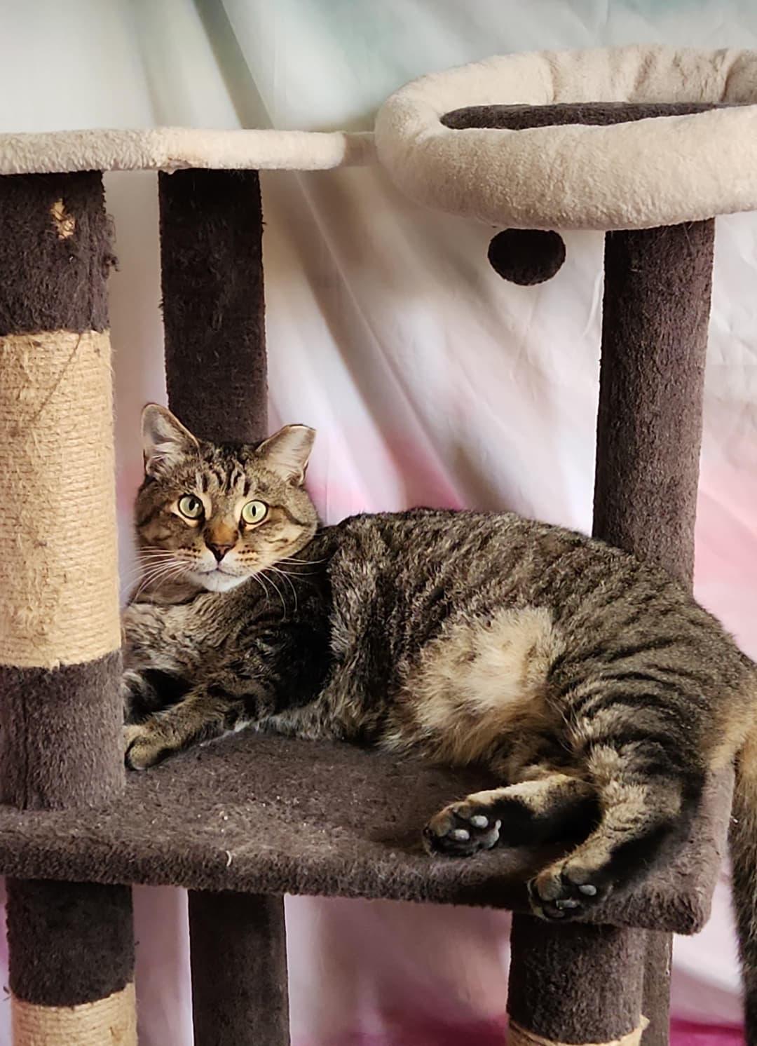 Tigger, Adoptable, Adult Male American Shorthair & Domestic Short Hair.