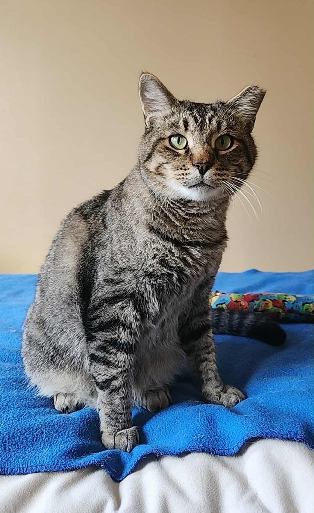 Tigger, a Adoptable mixed breed in san francisco, CA image 6/6