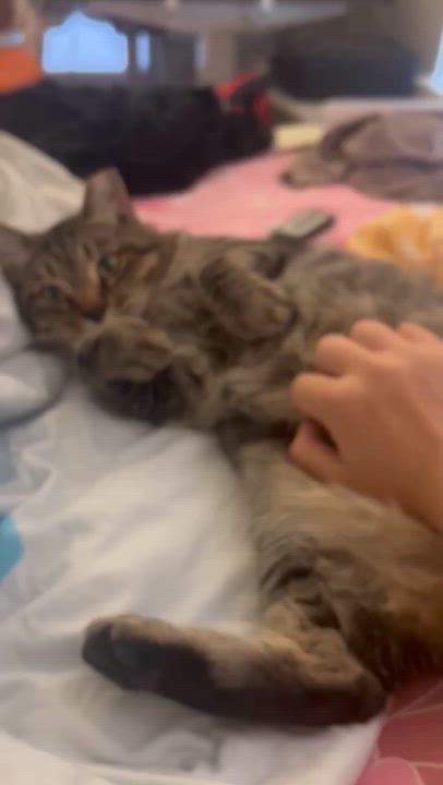 Enlarge Tigger, a Adoptable mixed breed in Mt View, CA video 6/6