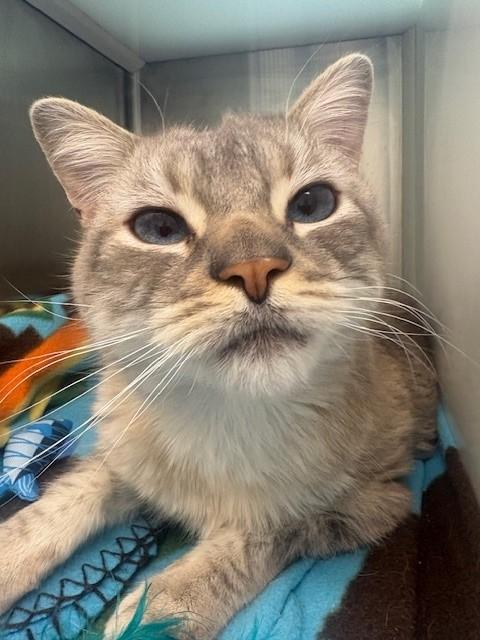 FIZZ, Adoptable, Adult Male Siamese.