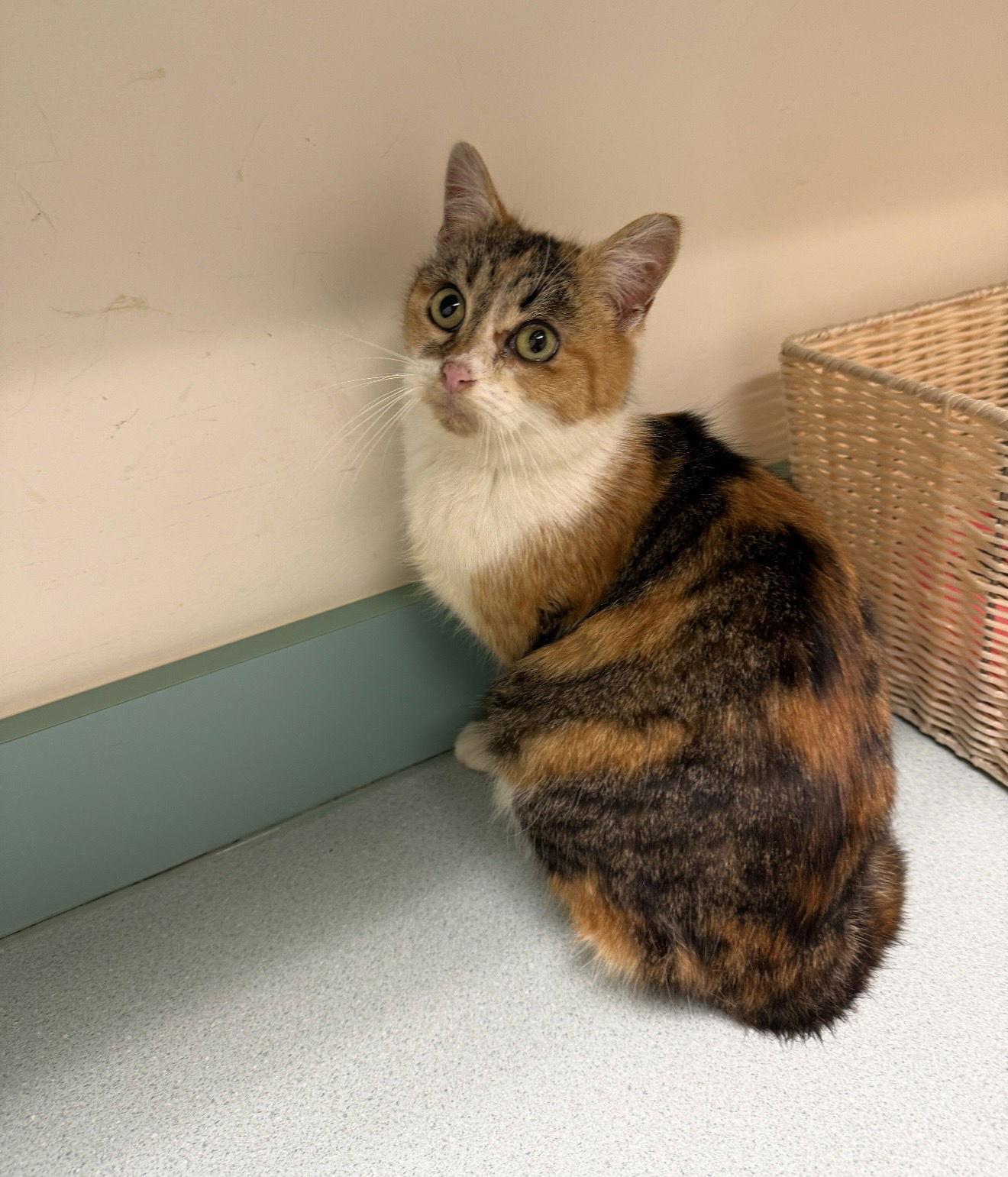 Enlarge Shelby, a Adoptable mixed breed in Walled Lake, MI image 1/3