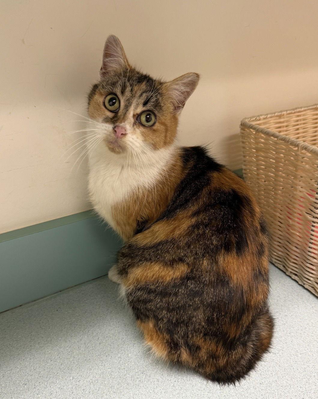 Enlarge Shelby, a Adoptable mixed breed in Walled Lake, MI image 2/3