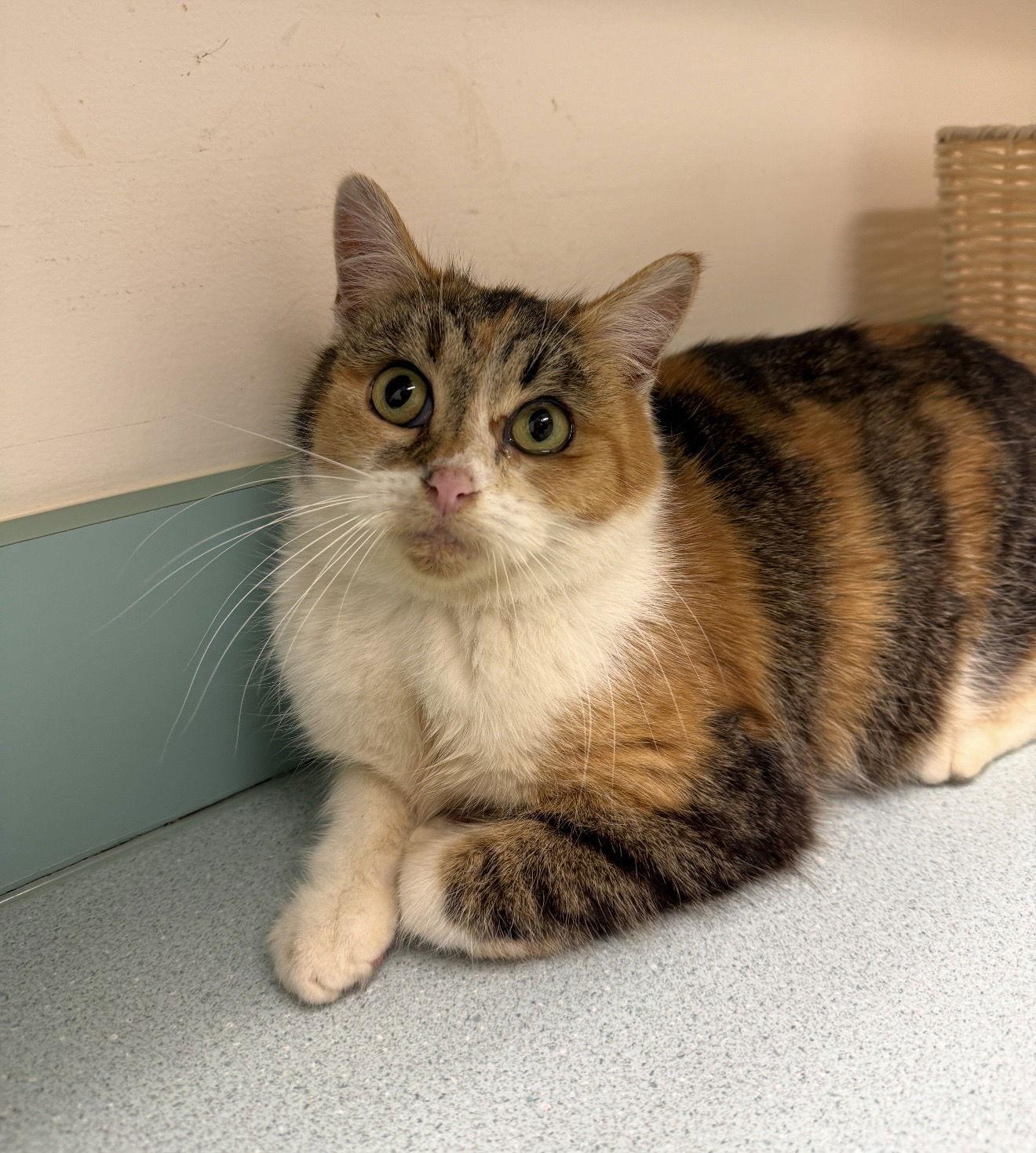 Enlarge Shelby, a Adoptable mixed breed in Walled Lake, MI image 3/3