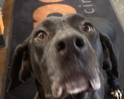 Bella — thumbnail 2