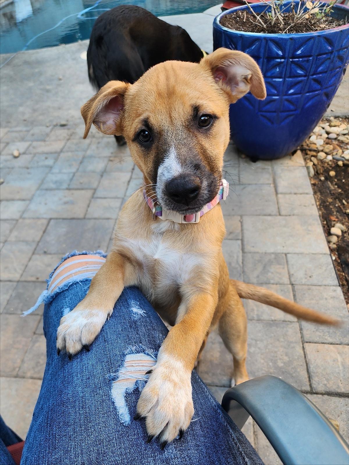 Cassie, adopted, Puppy Female Shepherd & Pit Bull Terrier.